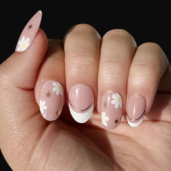 Francúzska sedmokráska (French Daisy)