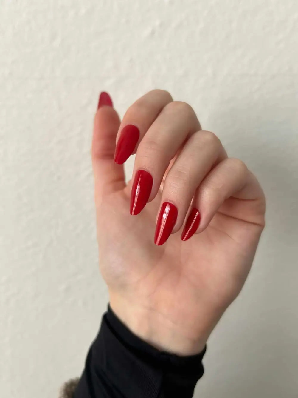 Kráľovská ruža (Royal Rose)