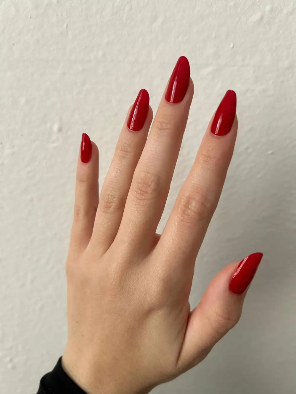 Kráľovská ruža (Royal Rose)