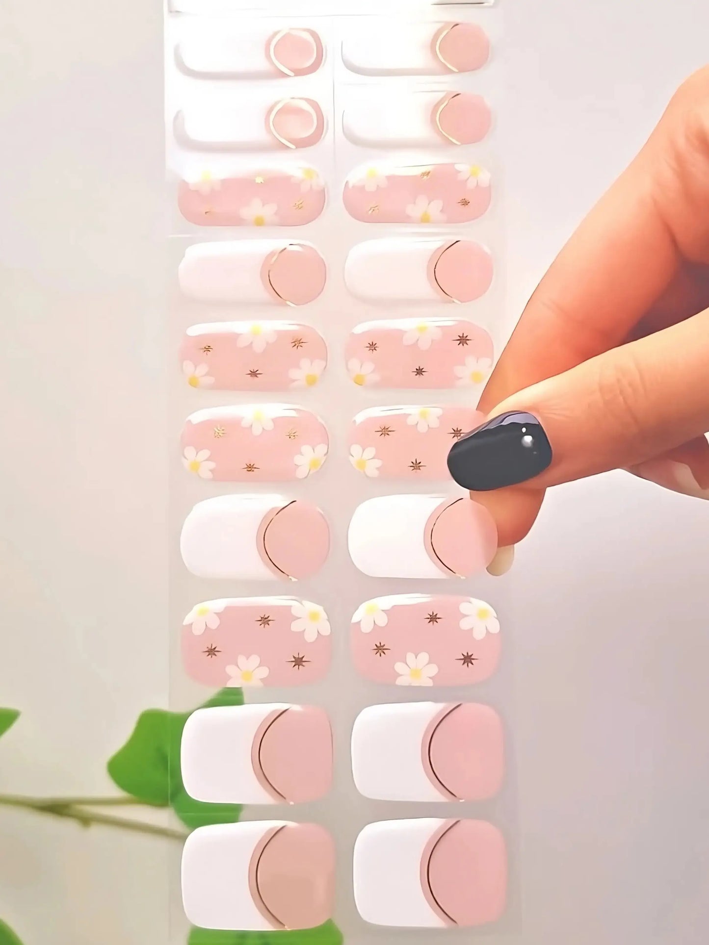 Francúzska sedmokráska (French Daisy)